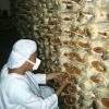 Лечение грибами